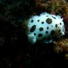 Gasteropode Nudibranche Doris dalmatien 1A